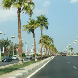 Palm trees road in Naama Bay